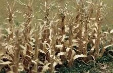 JTT 95589 Dried Corn Stalks 2" 28 Pieces NEW O Scale(Jtt 95589 Dried Corn Stalks 2 28 Pieces New)