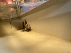 Atlas 6307-1 Kerr McGee Covered Hopper O SCALE Used Excellent Damaged Box Weathered As Is(Atlas 6307 1 Kerr Mcgee Covered Hopper O Scale Used Excellent Damaged Box) -BRADY’S TRAINS MODELs 978B95CE 829C 4437 9144 FB2BCAAF77C6